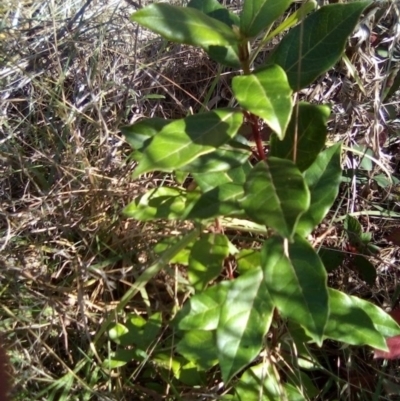 Viburnum tinus (Laurustinus) at Red Hill Nature Reserve - 27 Apr 2023 by MichaelMulvaney