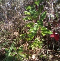 Viburnum tinus at Red Hill, ACT - 27 Apr 2023 01:47 PM