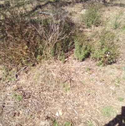 Bidens pilosa (Cobbler's Pegs, Farmer's Friend) at Red Hill Nature Reserve - 27 Apr 2023 by MichaelMulvaney