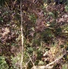 Bidens pilosa at Red Hill, ACT - 27 Apr 2023