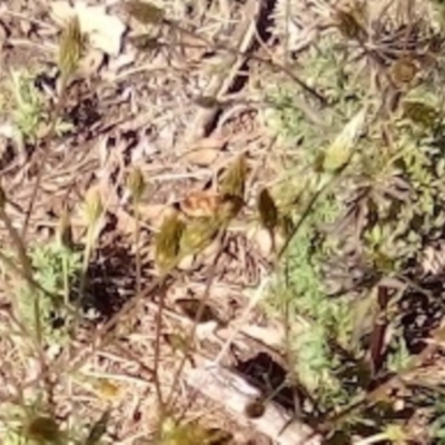 Agonoscelis rutila (Horehound bug) at Red Hill Nature Reserve - 27 Apr 2023 by MichaelMulvaney