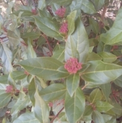 Viburnum tinus (Laurustinus) at Red Hill Nature Reserve - 27 Apr 2023 by MichaelMulvaney