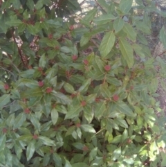 Viburnum tinus at Red Hill, ACT - 27 Apr 2023