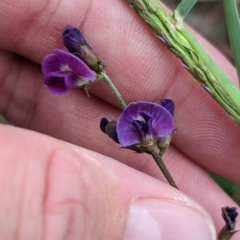 Glycine tabacina (Variable Glycine) at Eastern Hill Reserve - 27 Apr 2023 by Darcy