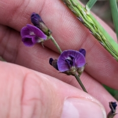 Glycine tabacina (Variable Glycine) at East Albury, NSW - 27 Apr 2023 by Darcy