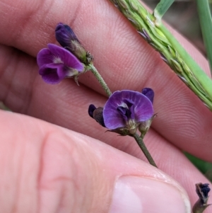 Glycine tabacina at East Albury, NSW - 27 Apr 2023