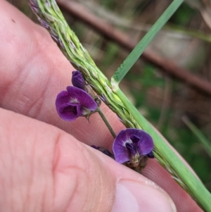 Glycine tabacina at East Albury, NSW - 27 Apr 2023 11:07 AM