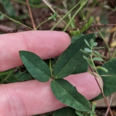 Glycine tabacina at East Albury, NSW - 27 Apr 2023 11:07 AM