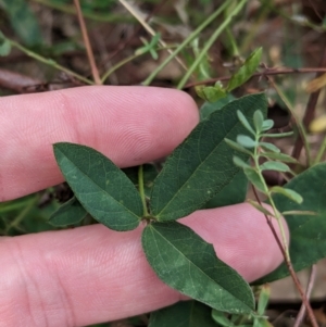 Glycine tabacina at East Albury, NSW - 27 Apr 2023 11:07 AM