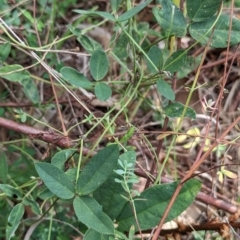 Glycine tabacina at East Albury, NSW - 27 Apr 2023 11:07 AM