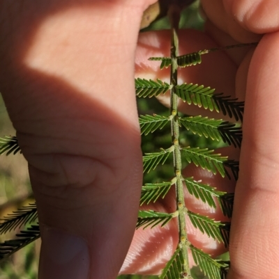 Acacia decurrens (Green Wattle) at Albury - 27 Apr 2023 by Darcy