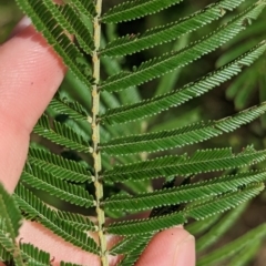 Acacia decurrens at East Albury, NSW - 27 Apr 2023 11:23 AM