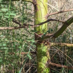 Acacia decurrens at East Albury, NSW - 27 Apr 2023 11:23 AM