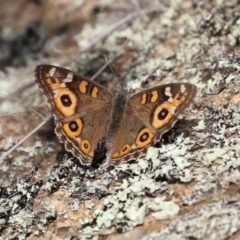 Junonia villida (Meadow Argus) at Tennent, ACT - 26 Apr 2023 by RodDeb