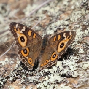 Junonia villida at Tennent, ACT - 26 Apr 2023