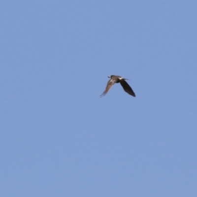 Cracticus torquatus (Grey Butcherbird) at Tennent, ACT - 26 Apr 2023 by RodDeb