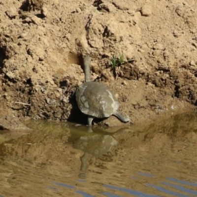 Chelodina longicollis (Eastern Long-necked Turtle) at Tennent, ACT - 26 Apr 2023 by RodDeb