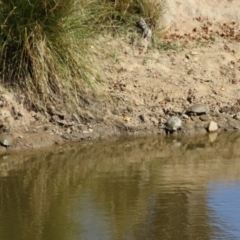 Chelodina longicollis at Tennent, ACT - 26 Apr 2023