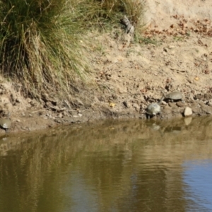 Chelodina longicollis at Tennent, ACT - 26 Apr 2023