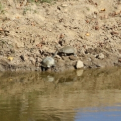 Chelodina longicollis at Tennent, ACT - 26 Apr 2023