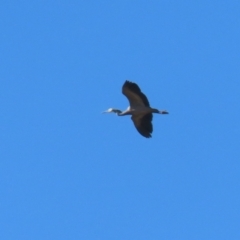 Egretta novaehollandiae (White-faced Heron) at Banks, ACT - 26 Apr 2023 by RodDeb