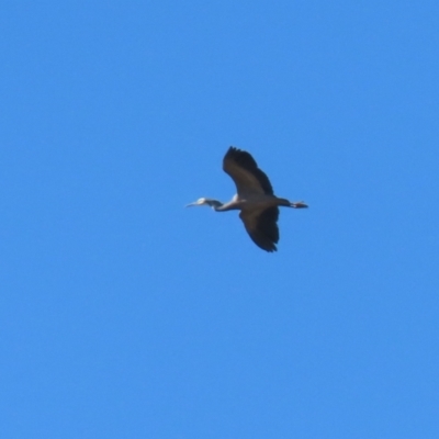 Egretta novaehollandiae (White-faced Heron) at Banks, ACT - 26 Apr 2023 by RodDeb