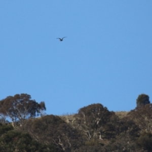 Egretta novaehollandiae at Banks, ACT - 26 Apr 2023