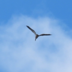 Egretta novaehollandiae at Banks, ACT - 26 Apr 2023