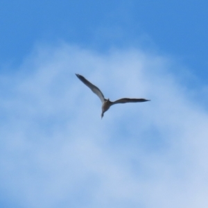 Egretta novaehollandiae at Banks, ACT - 26 Apr 2023 11:05 AM