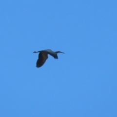 Egretta novaehollandiae at Banks, ACT - 26 Apr 2023 11:05 AM