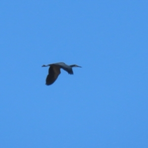 Egretta novaehollandiae at Banks, ACT - 26 Apr 2023