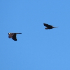 Zanda funerea (Yellow-tailed Black-Cockatoo) at Tennent, ACT - 26 Apr 2023 by RodDeb