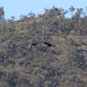 Zanda funerea at Tennent, ACT - 26 Apr 2023 12:36 PM