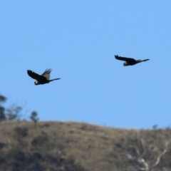 Zanda funerea at Tennent, ACT - 26 Apr 2023 12:36 PM