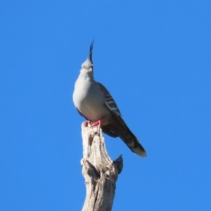 Ocyphaps lophotes at Booth, ACT - 26 Apr 2023