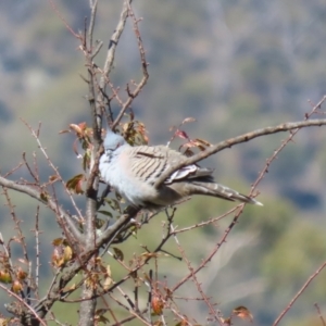 Ocyphaps lophotes at Booth, ACT - 26 Apr 2023