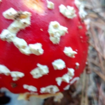 Amanita muscaria (Fly Agaric) at Molonglo Valley, ACT - 27 Apr 2023 by PandaLemon