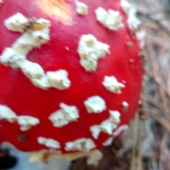 Amanita muscaria (Fly Agaric) at National Arboretum Forests - 27 Apr 2023 by PandaLemon