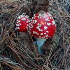 Amanita muscaria at Molonglo Valley, ACT - 27 Apr 2023 03:10 PM