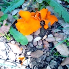 Aleuria sp. (genus) (An Orange peel fungus) at Molonglo Valley, ACT - 27 Apr 2023 by PandaLemon