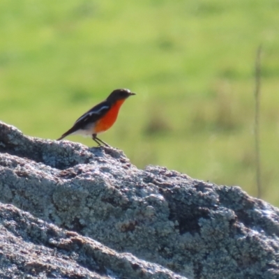 Petroica phoenicea (Flame Robin) at Booth, ACT - 26 Apr 2023 by RodDeb