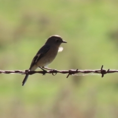 Petroica phoenicea at Booth, ACT - 26 Apr 2023 01:22 PM