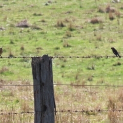 Petroica phoenicea at Booth, ACT - 26 Apr 2023 01:22 PM