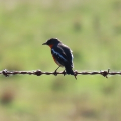 Petroica phoenicea at Booth, ACT - 26 Apr 2023 01:22 PM