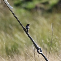 Petroica phoenicea at Booth, ACT - 26 Apr 2023 01:22 PM