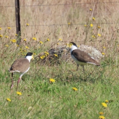 Vanellus miles (Masked Lapwing) at Booth, ACT - 26 Apr 2023 by RodDeb