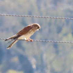 Falco cenchroides (Nankeen Kestrel) at Booth, ACT - 26 Apr 2023 by RodDeb