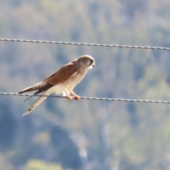 Falco cenchroides at Booth, ACT - 26 Apr 2023 01:31 PM