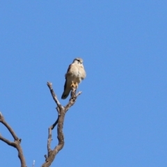 Falco cenchroides at Booth, ACT - 26 Apr 2023 01:31 PM