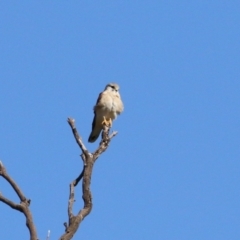 Falco cenchroides at Booth, ACT - 26 Apr 2023